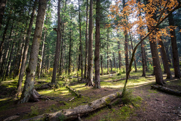 The portions of the forest 