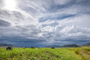 summer mountain landscape