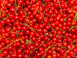 Background made of red currant berries