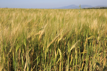 Beautiful summer wheat field.