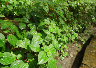 Fresh green leaves in sunlight background