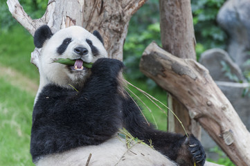 Obraz premium Giant panda bear eating bamboo leaf