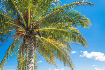 Naklejka na ściany i meble Green palm tree on blue sky