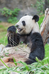 Obraz na płótnie Canvas Giant panda bear eating bamboo leaf