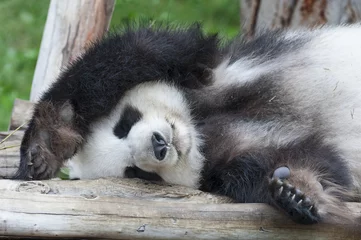 Crédence de cuisine en verre imprimé Panda Un ours panda géant endormi