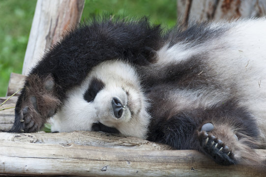 Fototapeta A sleeping giant panda bear