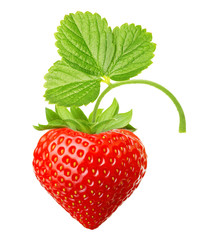 Red berry strawberry