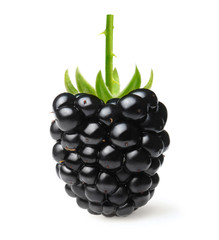 Blackberry isolated 
