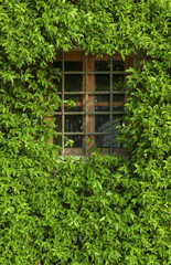closed window and of a wall covered with ivy 
