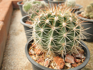 Cactus in pot