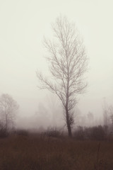 lonely tree in fog