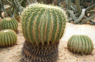 An Garden Cactus in soft light