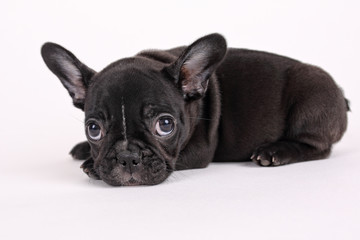 Sweet french bulldog puppy on a white background