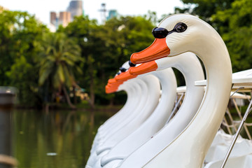 Swan Paddle Boat / Paddle Boat / Swan Paddle Boat Floating in Lake