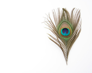 Fototapeta premium peacock