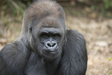 Western Lowland Silverback Gorilla