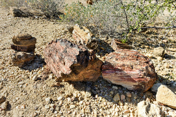 Petrified Forest, Namibia
