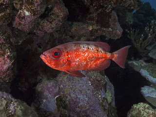 Glasseye, Grossaugenbarsch (Heteropriacanthus cruentatus)