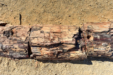 Petrified Forest, Namibia