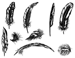nine isolated white and black feathers