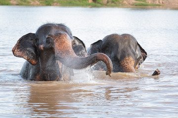 Fototapeta premium Elephant swimming