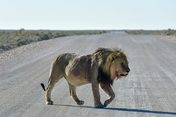 Lion in Etosha, Namibia