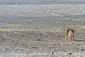 Lion in Etosha, Namibia