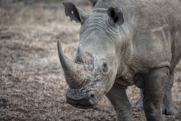 Papier Peint photo autocollant Rhinocéros rhinocéros blanc