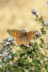 papillon