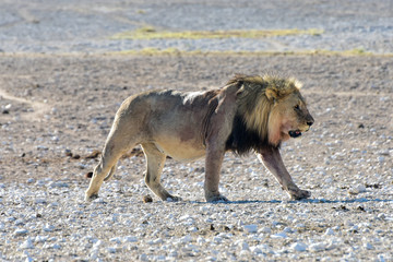 Lion in Etosha, Namibia