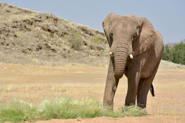 Naklejka na ściany i meble African Bush Elephants