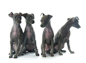 puppies italian greyhound