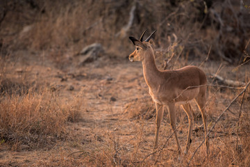 impala in south africa