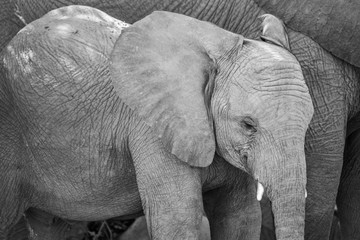 Young African Bush Elephant
