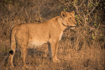 lion in south africa