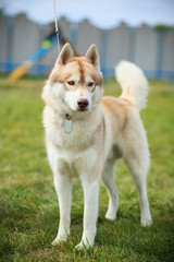 Siberian husky