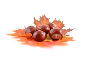 Goldener Herbst - fallende bunte Blätter und Kastanien