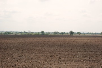 cultivated area