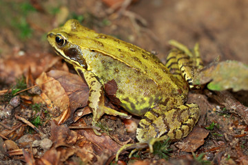 Yellow-green frog