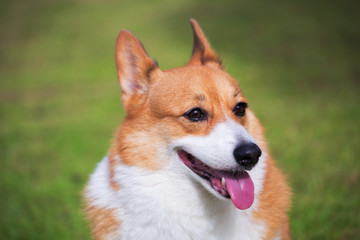 Welsh Corgi Pembroke dog