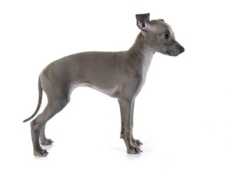 puppy italian greyhound © cynoclub
