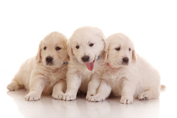 Three one month old puppies of golden retriever