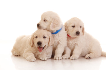 Three one month old puppies of golden retriever