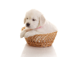 One month old puppie of golden retriever