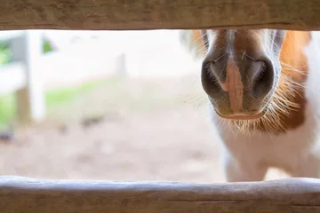 Gordijnen horse in stable © Peera