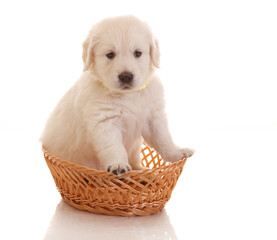 One month old puppie of golden retriever