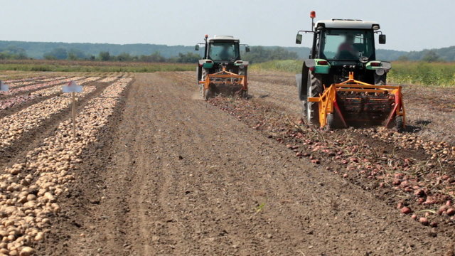 Potato digger in operation in the field
