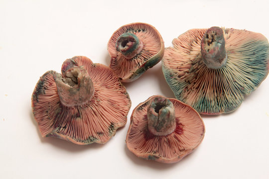 rovellons