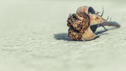 Dried flower bud