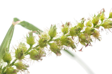 Macro bubble on green grass isolated